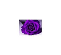 TERUEA Art Tableau mural à imprimé floral, Rose Violette Gouttes Eau Peinture aquarelle florale sur toile(Purple)-40x60cm1 Sans cadre