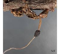 Terzij de horde - Self