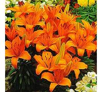 Tesori del giardinaggio all'aperto,Bulbi di giglio,Pianta rara,Sboccia i fiori che vuoi-12 Bulbi,C