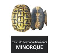 Testudo hermanni hermanni MINORQUE