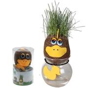 Tête de Canard - Herbe à Pousser