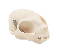 Tête de chat réaliste Modèle de squelette Modèle anatomique de crâne de chat Felidae Os de tête pour la formation vétérinaire Rapport de conférence