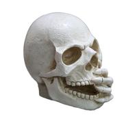 Tête de crâne humain réaliste - Décoration de tête de squelette, crâne humain en résine pour affichage de table, réplique d'os effrayant | Accessoire de table d'Halloween, ornement