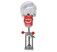 Tête De Mannequin De Simulateur Dentaire Modèle D'entraînement Fixe Sur Table De Bureau Pour La Pratique Éducative Des Écoles Dentaires Réglage Flexible A