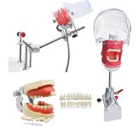 Tête De Mannequin De Simulateur Dentaire, tête fantôme dentaire, modèle dentaire avec support de table et 32 dents amovibles, pour la formation pratique et les démonstrations pédagogiques