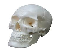Tête de mort humaine anatomique, modèle de squelette humain, comprend un ensemble complet de dents, casquette de crâne amovible, affiche de tête de mort anatomique