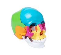 Tête de mort humaine colorée - Modèle anatomique - 3 parties - Squelette anatomique pour l'apprentissage médical - Pour une vie complète - Adulte - Avec kit