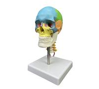 Tête de mort humaine modèle anatomique 1/2 tête colorée anatomique avec vertèbre cervicale fournitures pédagogiques modèle coloré avec vertèbre cervicale pour la recherche en anatomie