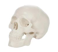 Tête de mort humaine taille réelle 1:1 avec calvaria amovible anatomique, squelette, outil d'enseignement médical