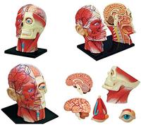 Tête de Nerf Musculaire Humain modèle Anatomique 4D Vision 12 pièces tête détachable Puzzle Jouet Outil d'enseignement des Sciences 13.3 * 7 * 13 cm