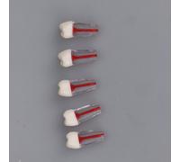 Tête De Simulateur Dentaire,Modèle De Tête Fantôme Pour L'éducation Des Dentistes,Enseignement Des Dentistes/Modèle De Tête Simple Fantôme Pour Appareil De Formation - Type 5pcs Root Tooth