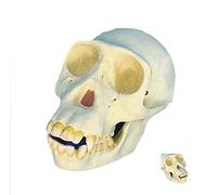 Tête de Squelette crâne de chimpanzé crâne Humain médical 1: 1 réplique pour étudier Affichage enseignement modèle médic