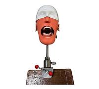 Tête fantôme dentaire, simulateur de tête de mannequin dentaire avec support de banc, sûr et inodore, pour dentistes, assistants dentaires