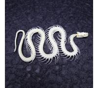 Têtes d'animaux, véritables préparations d'os, accessoires de taxidermie pour l'enseignement des sciences, cadeau curieux spécial (squelette de serpent)
