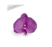 Têtes de fleurs d'orchidées artificielles, 30 pièces, 3.9 pouces, fausses rouges en soie Cymbidium, toucher réel, for Bouquet mariage, centres table(Purple)