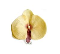 Têtes de fleurs d'orchidées artificielles, 30 pièces, 3.9 pouces, fausses rouges en soie Cymbidium, toucher réel, for Bouquet mariage, centres table(Orange Yellow)
