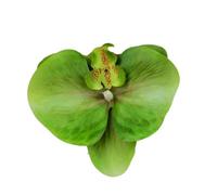 Têtes de fleurs d'orchidées artificielles, 40 pièces, 3.9 pouces, fausses en vrac for centres table mariage, décoration maison DIY(Green)