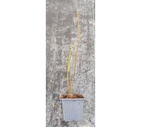 Tetradium daniellii/Arbre à Miel/Godet/Arbre d'ornement très mellifère