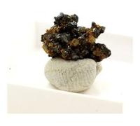 TETRAHEDRITE + DOLOMITE - Pierre Naturelle en Provenance de France, Saint-Pierre-de-Mésage - Minéral Rare et Unique 11.0 ct - Certificat d'Authenticité Inclus 13 x 8 x 6 mm G