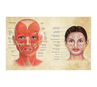 Teweakt Affiche d'anatomie du Visage Muscles et veines du Visage beauté de la Peau Massage en Plastique Affiche de Toile éducative médicale Impression décor Mural(30X40cm Unframed)
