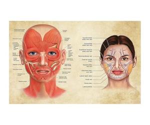 Teweakt Affiche d'anatomie du Visage Muscles et veines du Visage beauté de la Peau Massage en Plastique Affiche de Toile éducative médicale Impression décor Mural(30X40cm Unframed)