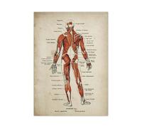 Teweakt Anatomie Impression Affiche Ensemble médical Squelette Corps Humain Muscle Vintage Affiche Science éducation Mur Art Photo décoration de la Maison(Picture 3,5x7in No Frame)