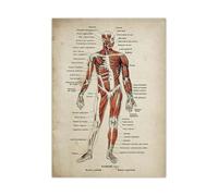 Teweakt Anatomie Impression Affiche Ensemble médical Squelette Corps Humain Muscle Vintage Affiche Science éducation Mur Art Photo décoration de la Maison(Picture 1,5x7in No Frame)