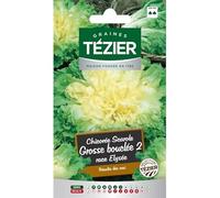 Tezier - Chicorée scarole Grosse bouclée 2 race Elysée