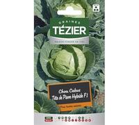 Tezier - Chou Cabus Tête de Pierre HF1
