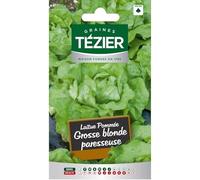 Tezier - Laitue Pommée Grosse blonde paresseuse (G,B,)