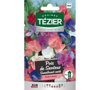 Tezier - Pois de Senteur nain Sweetheart varié - Fleurs annuelles