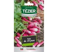 Tezier - Radis de Dix-huit Jours