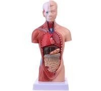 TGPSMDXKV Modèle Anatomique du Corps Humain Modèle du Torse Humain de 28 cm de Haut, démontable en 15 Parties Outil pédagogique de visualisation pour l'apprentissage Scolaire
