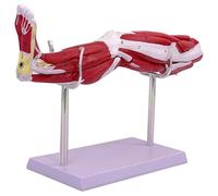 TGPSMDXKV Modèle d'anatomie des Muscles de la Jambe Humaine 1/2 Taille réelle Modèle d'anatomie des Muscles du Membre supérieur avec Base Support montrant Les Muscles, Les Principaux vaisseaux