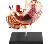TGPSMDXKV Modèle d'estomac Humain Grandeur Nature 1:1 - Modèle Anatomique d'organe Humain - Modèle Anatomique médical d'estomac - pour l'enseignement médical