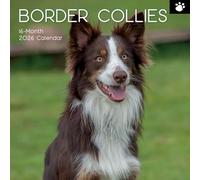 TGSC | Calendrier mural familial 2026 Border Collies 16 mois (septembre 2025 à décembre 2026) | Planificateur avec grande grille pour l'organisation de la maison ou du bureau - Chiens 2026/2025