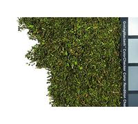 Thé à la menthe en vrac (Thé vert) 1 kg