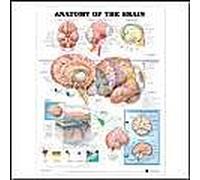 Anatomy of the Brain Anatomical Chart