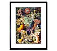 The Art Stop Nature Biology Anemone Ernst Haeckel Germany Vintage Framed Print B12X2834