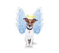 The Art Stop Photo Angel Wings Jack Russell Dog Halo Framed Print F12X2696