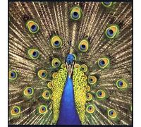 The Bluetones - Expecting to Fly
