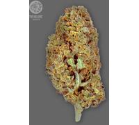 The Bulldog Seeds Tb Amnesia Féminisée, 3 Et 5 Pcs 5 Pièces