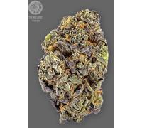 The Bulldog Seeds Tb Gelato Auto, 3 Et 5 Pièces 5 Pièces