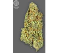 The Bulldog Seeds Tb Gorilla Auto, 3 Et 5 Pièces 3 Paires.