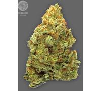 The Bulldog Seeds Tb Lemon Haze Auto, 3 Et 5 Pièces 5 Pièces