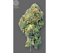 The Bulldog Seeds Tb Runtz Féminisée, 3 Et 5 Pièces 5 Pièces