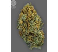 The Bulldog Seeds Tb Skittlez Auto, 3 Et 5 Pièces 5 Pièces