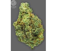 The Bulldog Seeds Tb Wedding Cake Féminisée, 3 Et 5 Pièces 3 Paires.