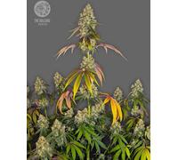 The Bulldog Seeds The Bulldog Biscuits Féminisés, 3 Et 5 Pcs 5 Pièces