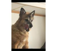 The Canine's Gift: How a Dogs Uncoditional Love, Enhances Mindfulness, Connection, and Well-being